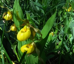 Cypripedium parviflorum pubescens