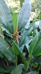 Heliconia schiedeana