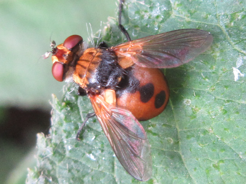 Ladybird Fly