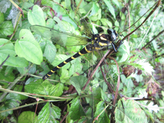 Anotogaster sieboldii
