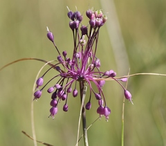 Allium carinatum pulchellum