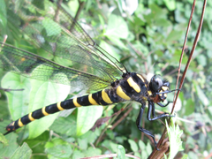 Anotogaster sieboldii