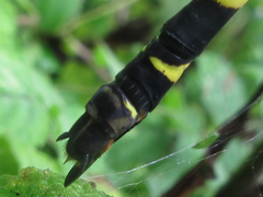 Anotogaster sieboldii