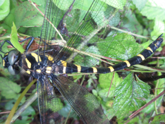 Anotogaster sieboldii