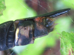 Anotogaster sieboldii