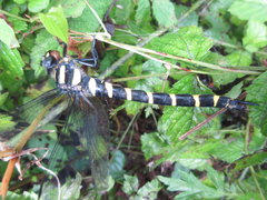 Anotogaster sieboldii
