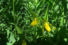 Cypripedium parviflorum pubescens