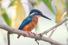 Alcedo atthis