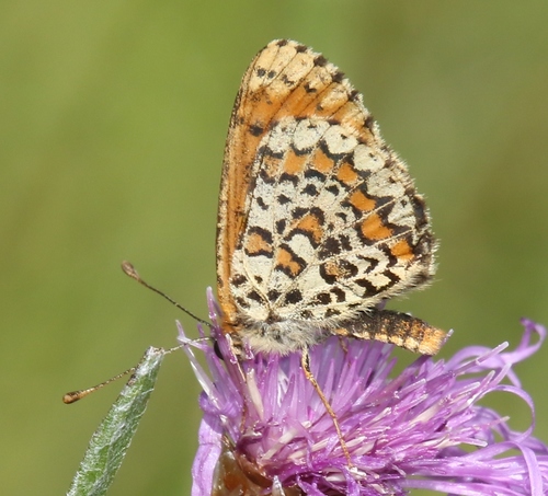 Lesser Spotted Fritillary