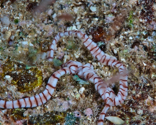 Baseodiscus cingulatus in life