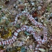 Banded Ribbon Worm - Photo (c) David R, some rights reserved (CC BY-NC), uploaded by David R