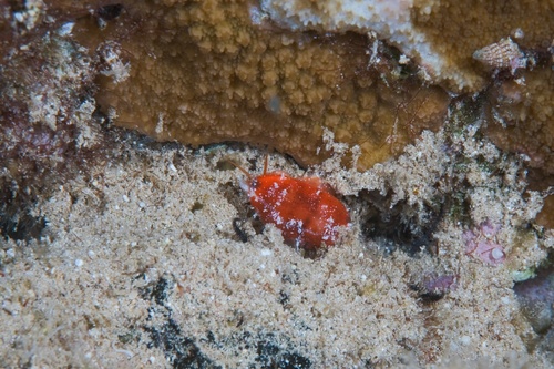 Cypraea fimbriata observed 2020-08-08