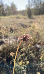 Allium oleraceum