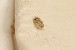 Homaemus