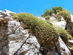 Saxifraga babiana