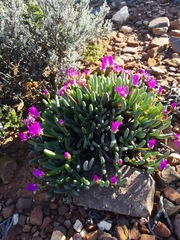 Brianhuntleya intrusa