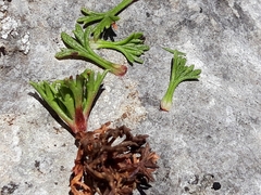 Saxifraga babiana