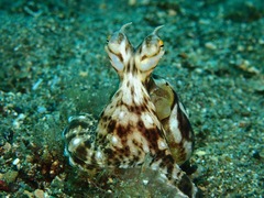 Thaumoctopus mimicus