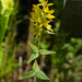 Lysimachia asperulifolia - Photo (c) Suzanne Cadwell, algunos derechos reservados (CC BY-NC)