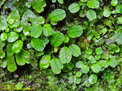 Trigonotis formosana elevatovenosa