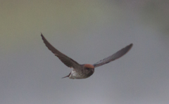 Petrochelidon fluvicola