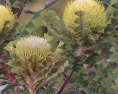 Banksia baxteri