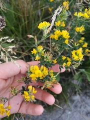 Medicago falcata