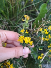 Medicago falcata