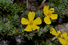 Hibbertia prostrata