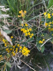 Medicago falcata