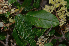Pomaderris elliptica