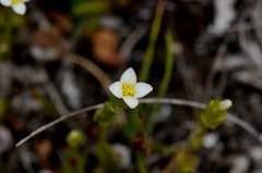 Sebaea albidiflora