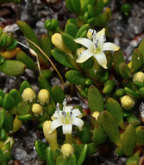 Wilsonia backhousei