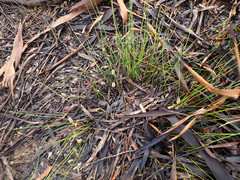 Lomandra juncea