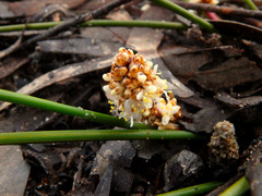 Lomandra juncea