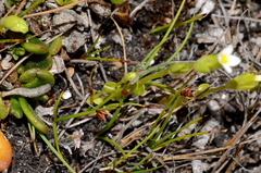 Sebaea albidiflora