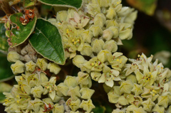 Pomaderris elliptica