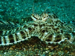 Thaumoctopus mimicus