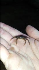 Geothelphusa miyazakii