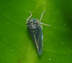 Agalliina
