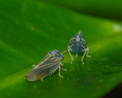 Agalliina