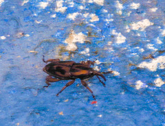 Metamasius hemipterus