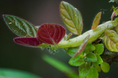 Columnea spathulata