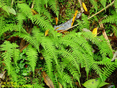 Amauropelta beddomei