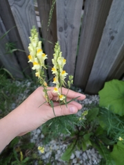 Linaria vulgaris