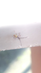 Gonocerus acuteangulatus