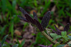 Columnea spathulata