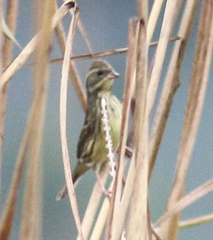 Emberiza spodocephala