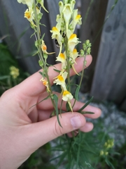 Linaria vulgaris
