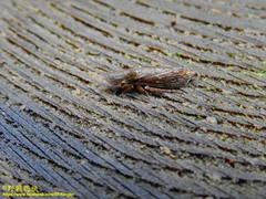 Petalocephala